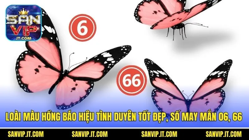 Loài màu hồng báo hiệu tình duyên tốt đẹp, số may mắn 06, 66